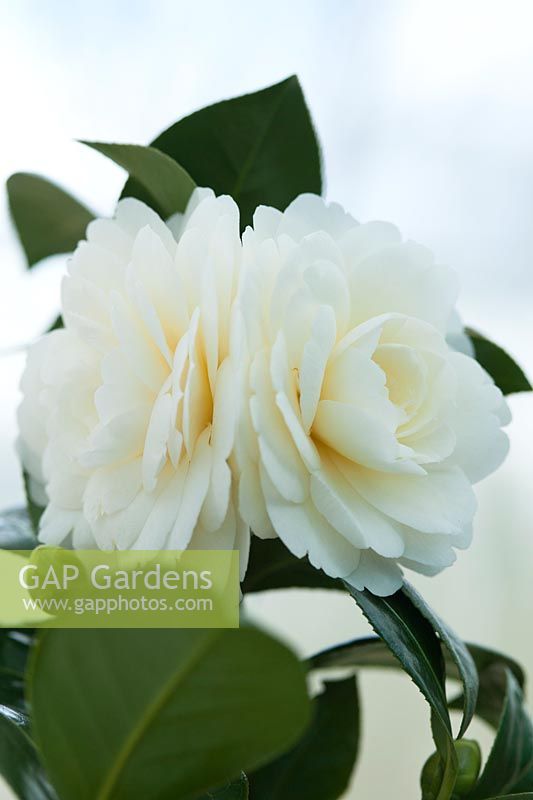 Camellia japonica 'Dahlonega' - syn. 'Golden Anniversary ': avril, printemps. Fleurs dos à dos