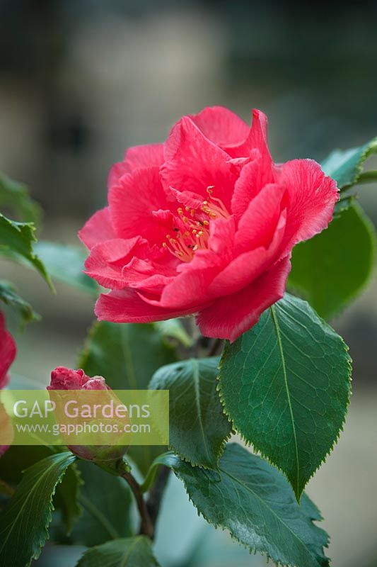 Camellia japonica 'Holly Bright '. Avril, printemps.
