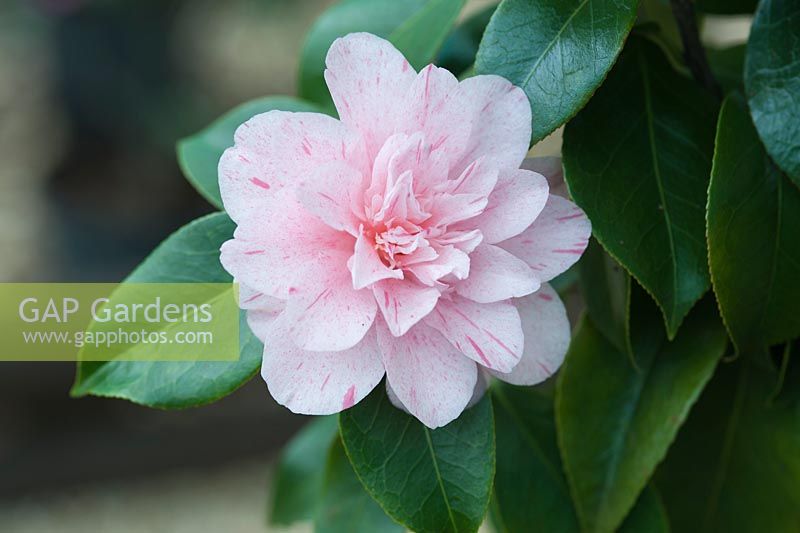 Camellia japonica 'Kick Off '. Avril, printemps.