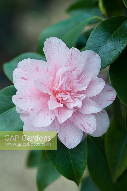 Camellia japonica 'Kick Off '. Avril, printemps.