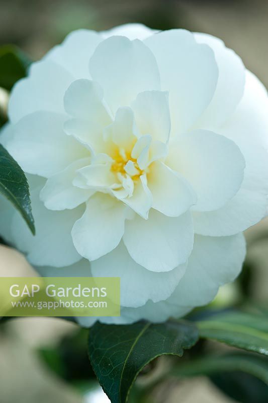 Camellia japonica 'Whitman Yellow '. Avril, printemps.