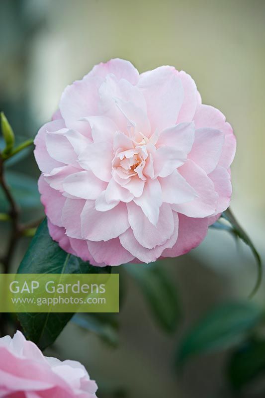 Camellia japonica 'Annie Wylam '. Avril, printemps.