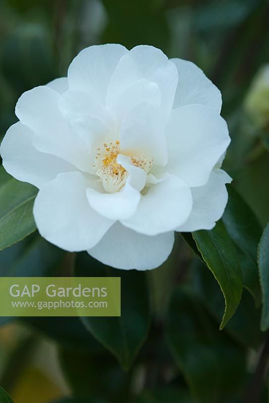 Camellia japonica 'Shiro-Botan '. Avril, printemps.