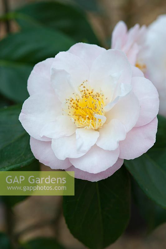 Camellia japonica 'Patricia Ann '. Avril, printemps.