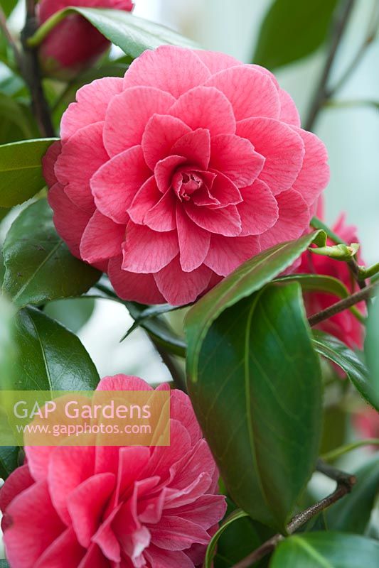 Camellia japonica 'CM Hovey '. Avril, printemps.