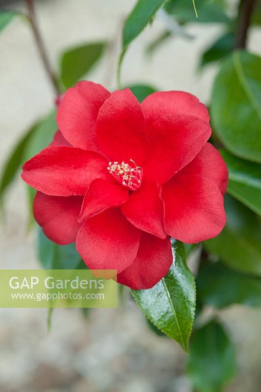 Camellia japonica 'Royal Velvet '. Avril, printemps.