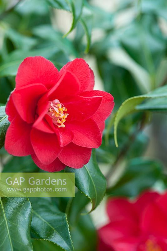 Camellia japonica 'Lady Vansittart Red '. Avril, printemps.