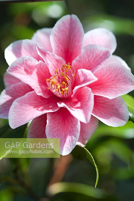 Camellia japonica 'Bien à vous' - avril, printemps.