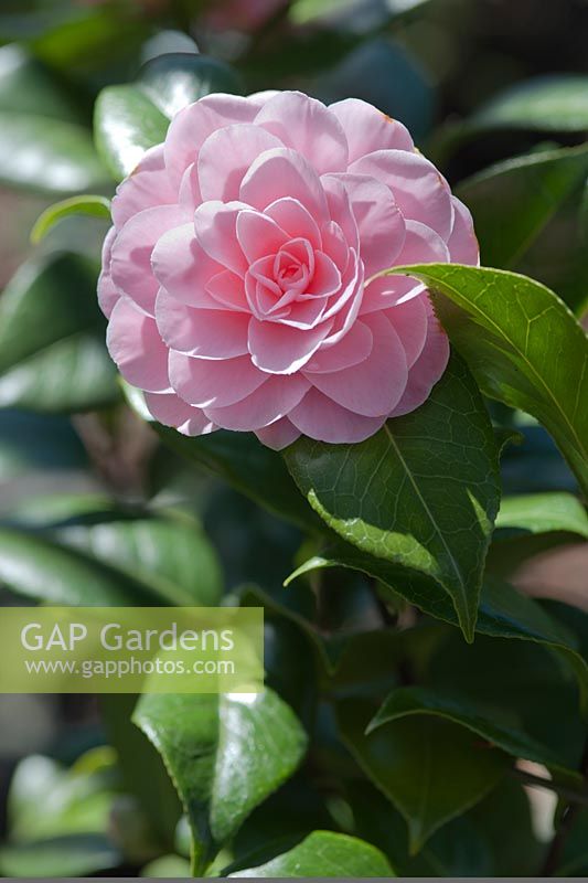 Camellia japonica 'Le camée de Nuccio' - avril, printemps.