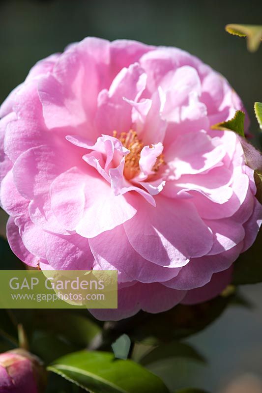 Camellia x williamsii 'Elizabeth Anderson' - avril, printemps.