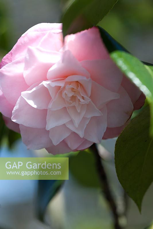 Camellia japonica 'Berenice Perfection' - avril, printemps.