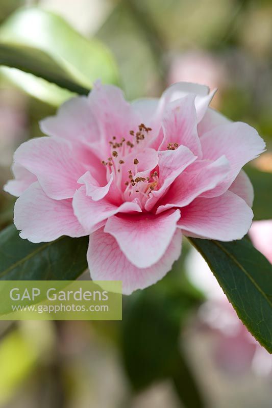 Hybride de Camellia williamsii 'Jennifer Trehane' - avril, printemps.