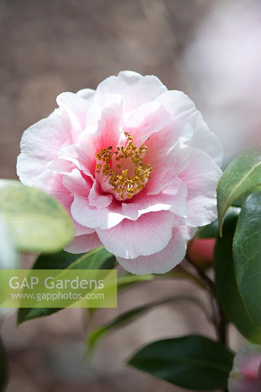 Hybride de Camellia williamsii 'Jennifer Trehane' - avril, printemps.