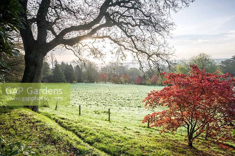 Un arbre encadre une vue vers le Blackmore Vale, voilé par une fine couche de brume, avec des formes colorées de liquidambars et d'autres couleurs d'automne au milieu.