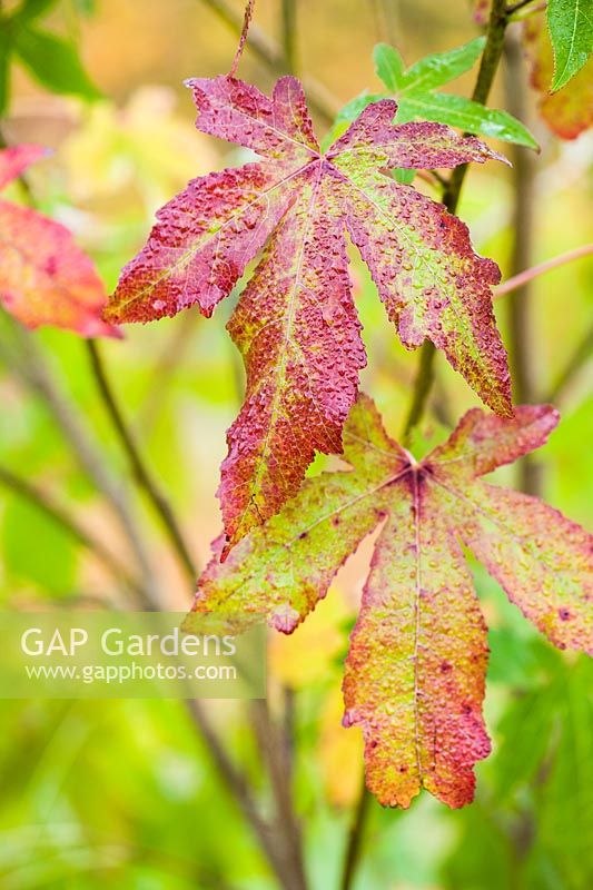 Liquidambar styraciflua Happidaze 'Hapdell'