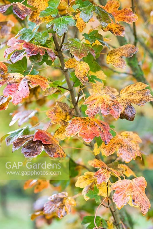 Acer campestre 'William Caldwell '.