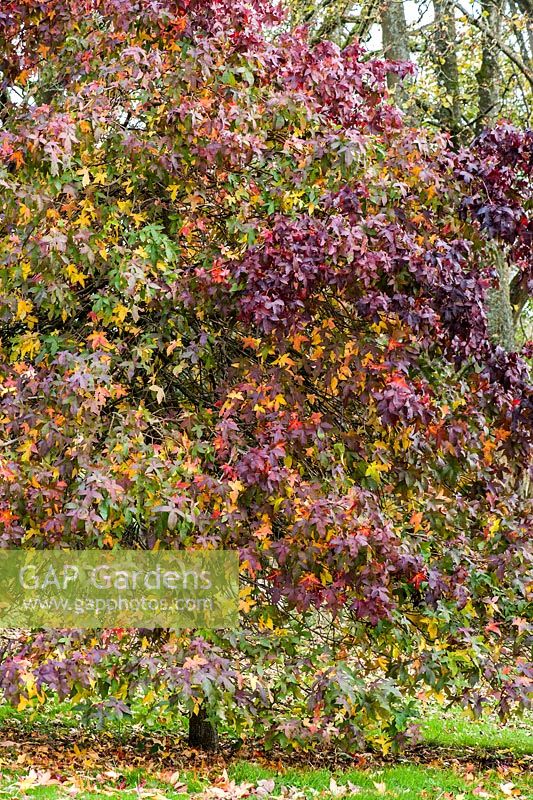 Liquidambar styraciflua 'Pendula '.