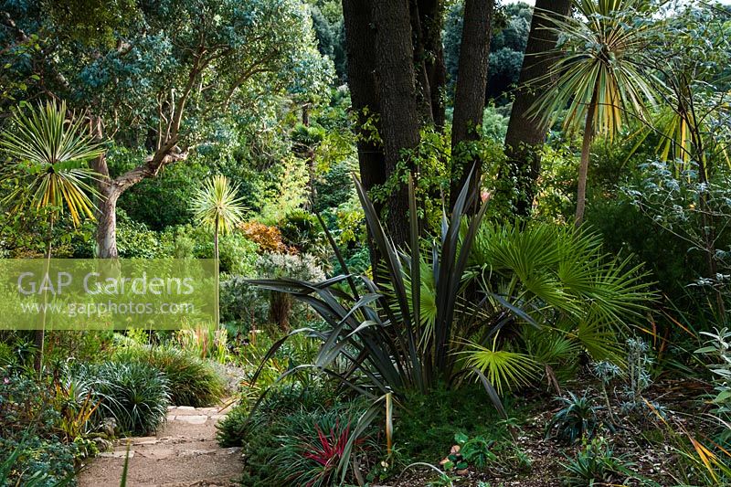 La rive méditerranéenne avec Cordyline 'Torbay Dazzler', eucalyptus, palmiers, plantes succulentes et autres plantes bénéficiant d'une pente sèche, ensoleillée et bien drainée au jardin subtropical d'Abbotsbury