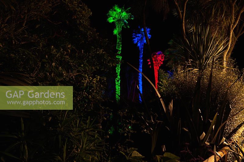 De grands palmiers Chusan, Trachycarpus fortunei, éclairés par des lumières vertes, bleues et rouges à Abbotsbury Subtropical Gardens en octobre