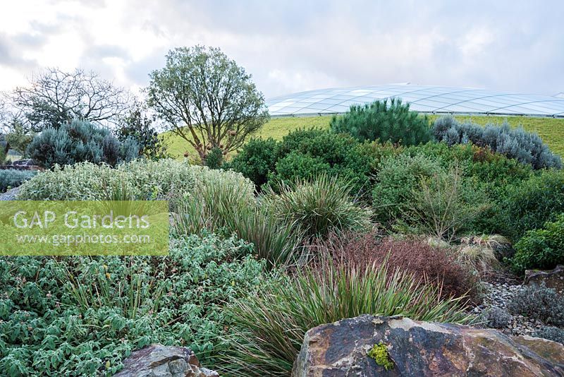 Le jardin Boulder où poussent des plantes méditerranéennes parmi les rochers et les éboulis, avec la grande serre conçue par Norman Foster and Partners en décembre