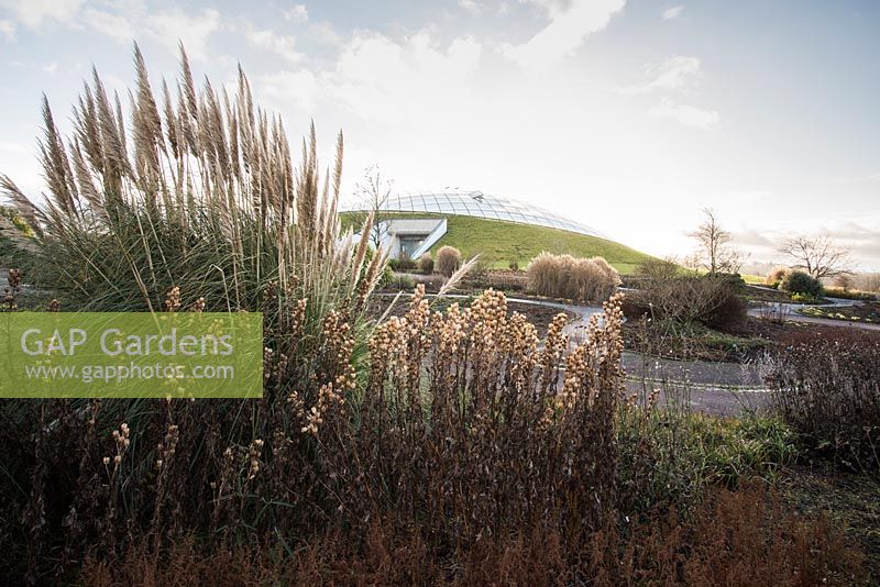 La grande serre conçue par Norman Foster and Partners au-delà des herbes blanchies et des têtes de semence des plantes vivaces herbacées