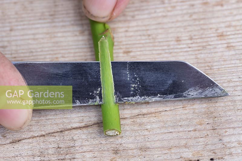 Tranche loin de toi pour créer une plaie peu profonde, 1 pouce de longueur, au bas des boutures