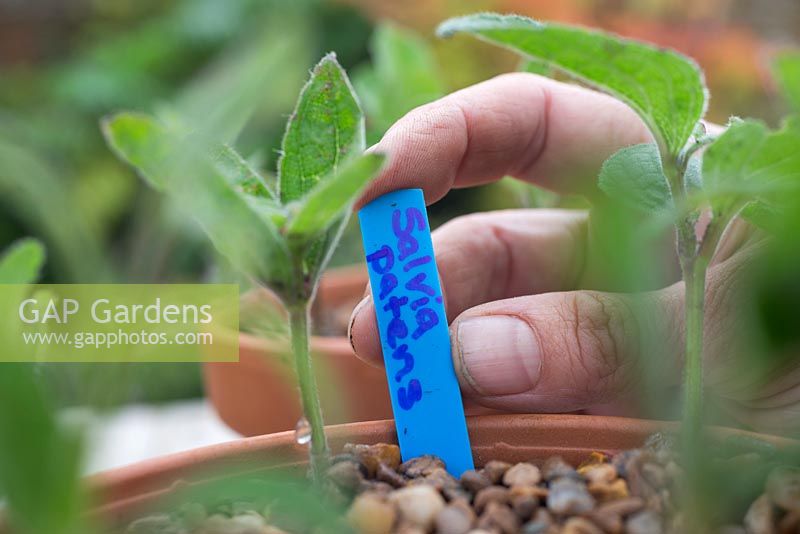 Ajout d'une étiquette de plante pour les boutures de Salvia patens