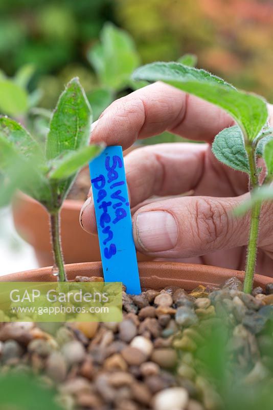 Ajout d'une étiquette de plante pour les boutures de Salvia patens