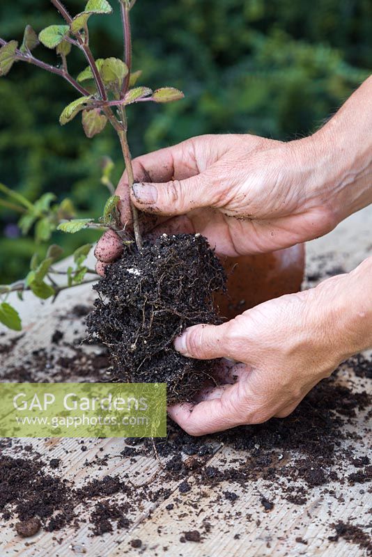 Retirer les boutures de Salvia patens du pot et les séparer soigneusement