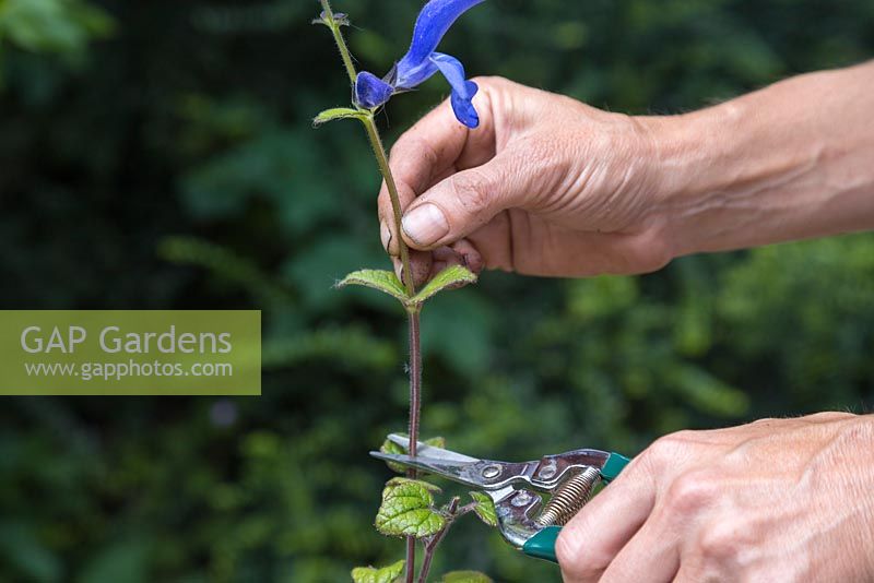 Retirez la moitié supérieure des boutures de Salvia patens pour encourager la plante à sortir.