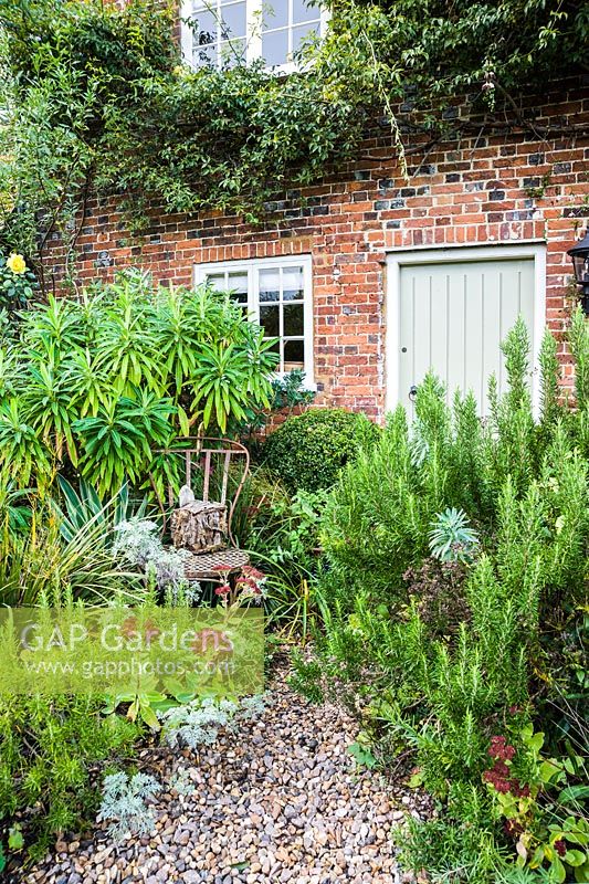 Porte arrière du cottage en brique encadrée par Euphorbia mellifera, boîte clippée, romarin et sedums autour d'une vieille chaise de jardin en métal décorative.