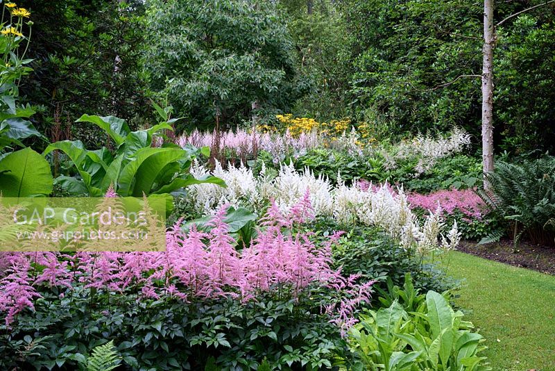 Astilbe 'Bressingham Beauty' et 'Diamant' dans un jardin boisé humide