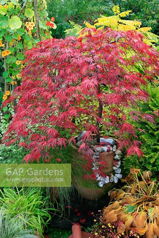 Acer palmatum 'Crimson Queen' - Dissectum Group se colorant à l'automne dans un profond pot en terre cuite orné de rochers à motifs et d'un collier de silex filetés et soutenu par un feuillage jaune.