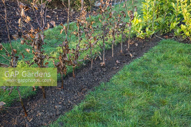 Une nouvelle rangée de Fagus sylvatica à racines nues