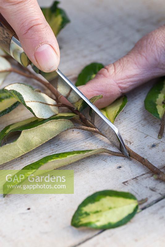 Retirez toutes les feuilles latérales à l'exception de la section supérieure qui doit rester intacte