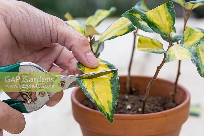 Coupez les feuilles restantes en deux, ce qui redirigera l'énergie pour aider à stimuler la croissance des racines