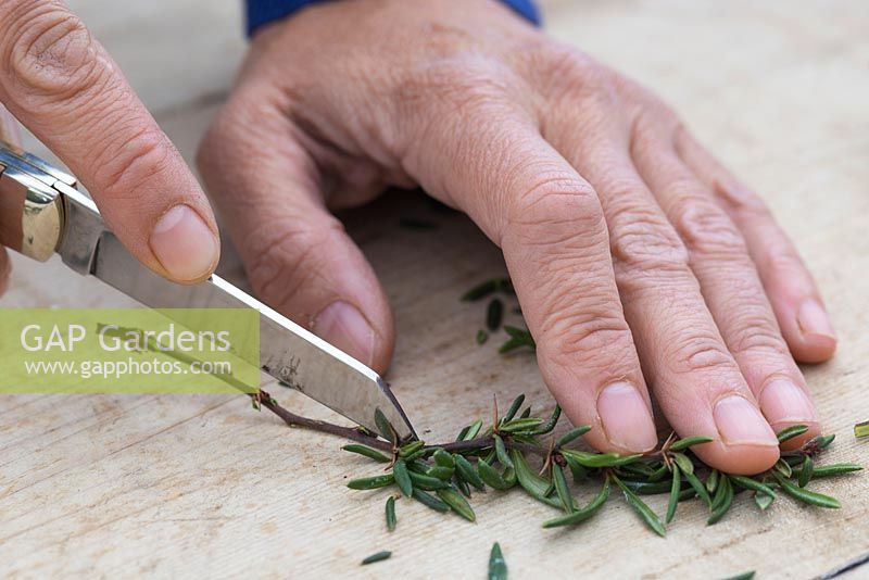 Utilisez un couteau bien aiguisé pour retirer toutes les feuilles latérales à l'exception de la partie supérieure