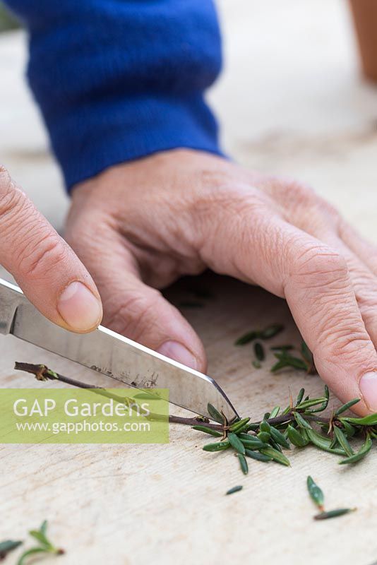 Utilisez un couteau bien aiguisé pour retirer toutes les feuilles latérales à l'exception de la partie supérieure
