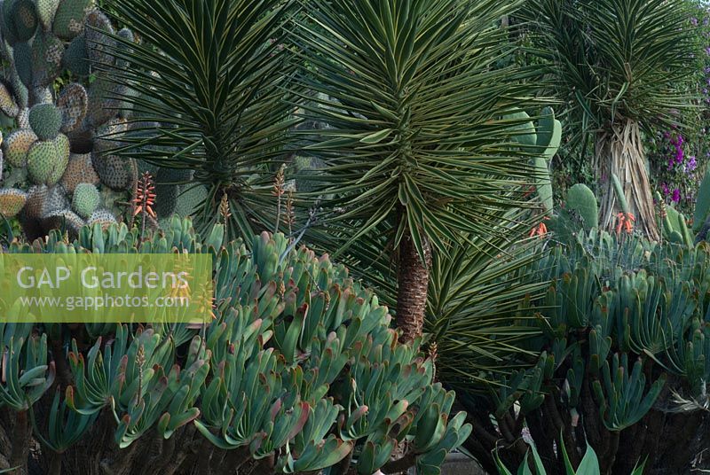 Jardin de cactus - Jardim Botanico Funchal, Madère Février
