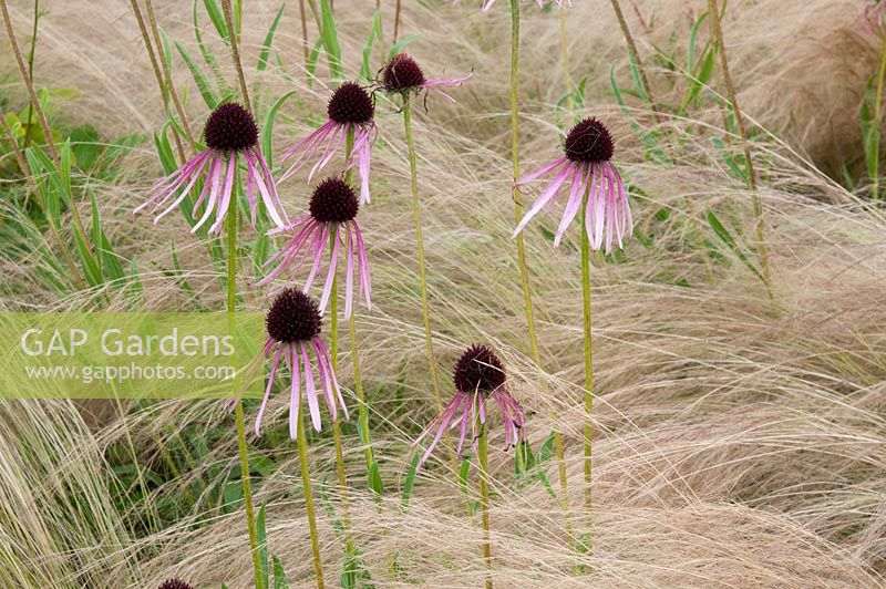 Echinacea pallida avec Stipa tenuissima, Oudolf Field, Hauser et Wirth, Somerset, août