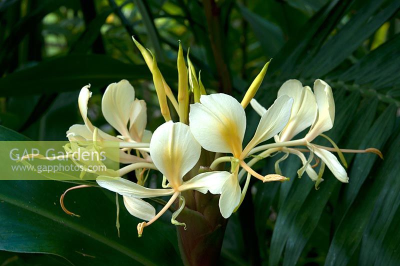 Hedychium gardeniarnum