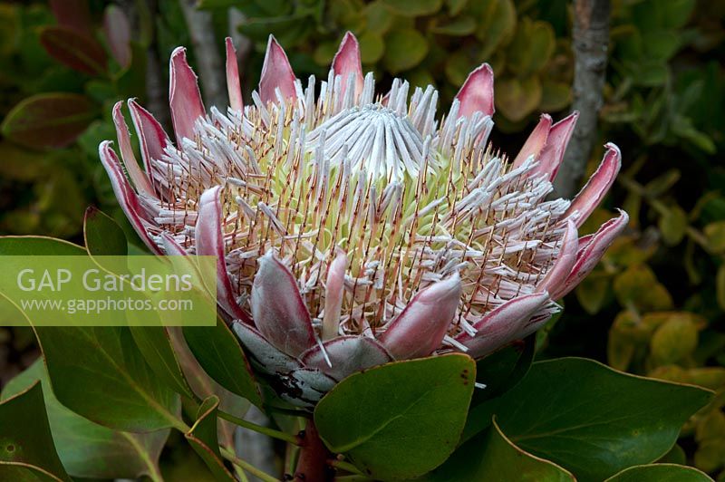 Protea cynaroides, roi protea