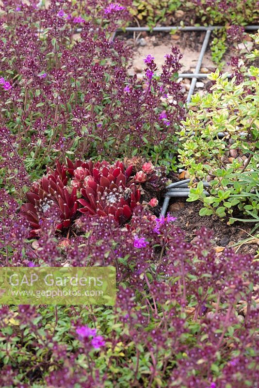 Thym et plantes succulentes plantées dans des crevasses de mur de gabion