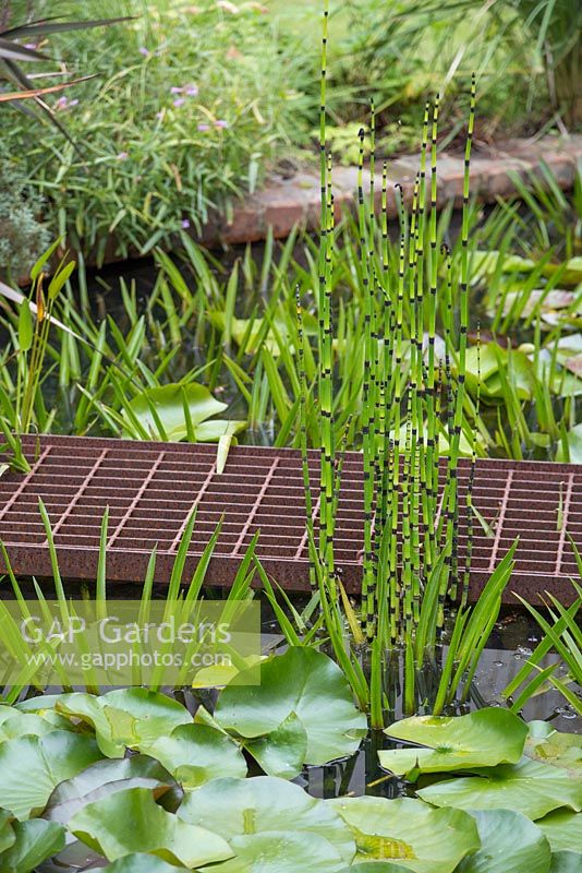 Pont en métal rouillé traversant l'étang avec Equisetum japonicum et Water Lillies