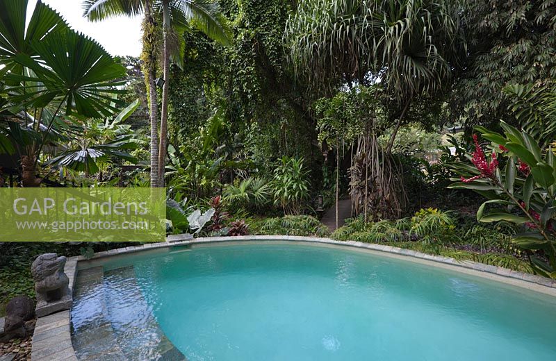 Piscine avec bordure pavée dans un jardin tropical au feuillage coloré