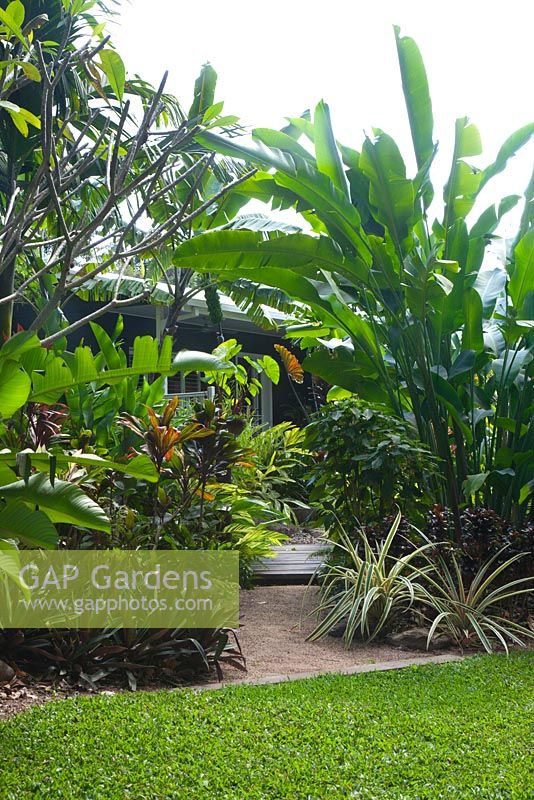 Chemin de gravier menant à une promenade en bois et à une maison entourée d'un jardin tropical luxuriant et épais avec de grandes espèces d'Heliconia.