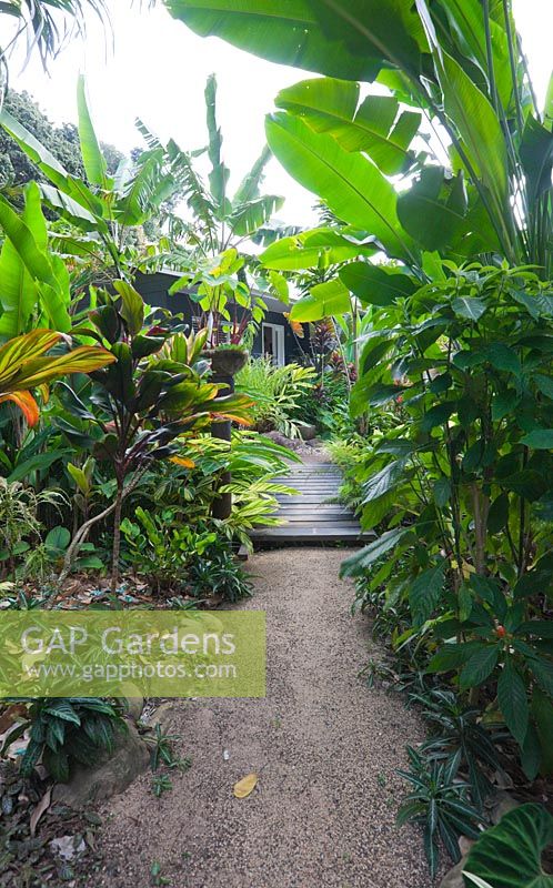 Chemin de gravier menant à une promenade en bois et à une maison entourée d'un jardin tropical luxuriant et épais avec de grandes espèces d'Heliconia.