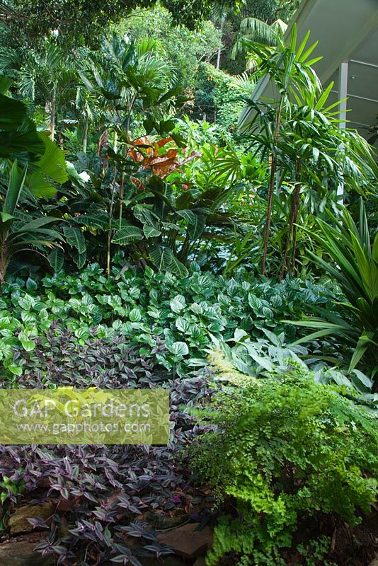 Plantation en couches de couvre-sols et d'un écran de plantes plus hautes, mettant en vedette Tradescantia zebrina, et les espèces Adiantum, fougère à cheveux Maiden.