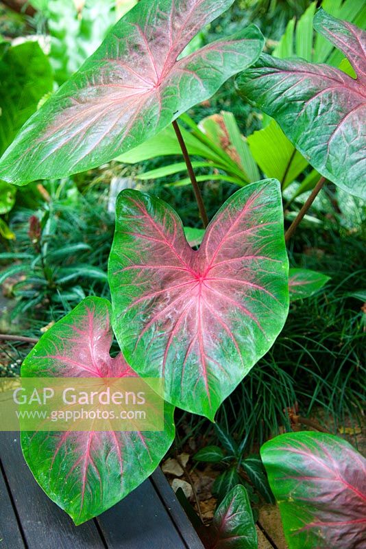 Cultivar de Calladium avec de grandes feuilles vertes en forme de coeur sur les bords avec des nervures roses au centre de la feuille.