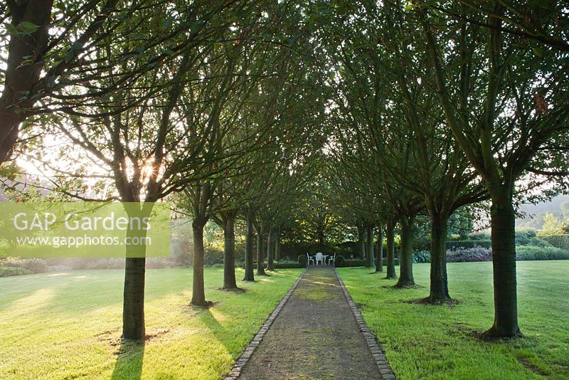 Avenue des cerisiers ornementaux. Jardin Yvan et Gert en Belgique.